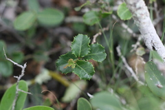Mystroxylon aethiopicum