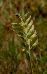 Sacoila lanceolata