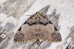 Anticlea derivata