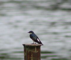 Tachycineta albiventer