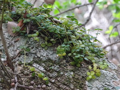 Peperomia tetraphylla