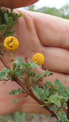 Vachellia swazica