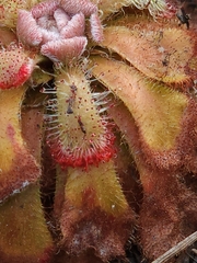 Drosera aliciae