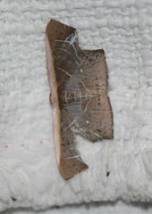 Tessarotis rubrata