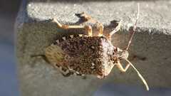 Halyomorpha halys