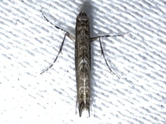 Neurobathra strigifinitella