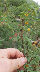 Vachellia swazica