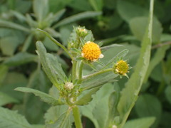 Bidens pilosa