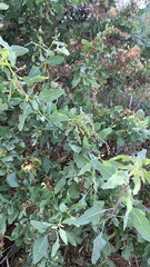 Atriplex lentiformis