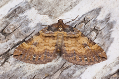 Earophila badiata