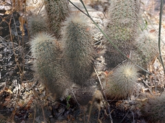 Echinocereus sciurus