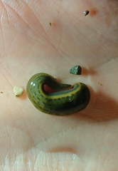 Haemopis