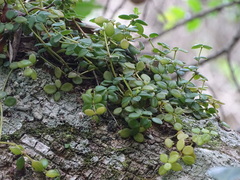 Peperomia tetraphylla