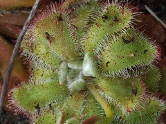 Drosera aliciae