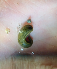 Haemopis