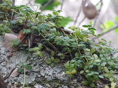 Peperomia tetraphylla