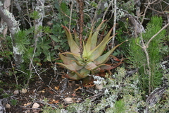 Aloe microstigma