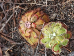 Drosera aliciae