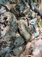 Stigmochelys pardalis