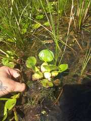 Pontederia crassipes