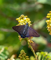 Phocides pigmalion okeechobee