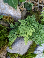 Adiantum venustum