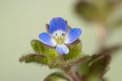 Veronica opaca