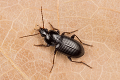 Pterostichus vernalis