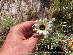 Arctotis stoechadifolia