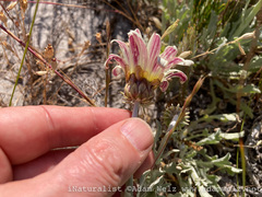 Arctotis stoechadifolia