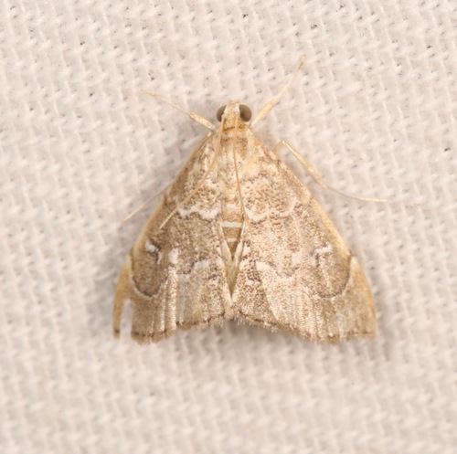 Three-spotted Kidney Moth photo 4