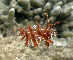 Novaculichthys taeniourus