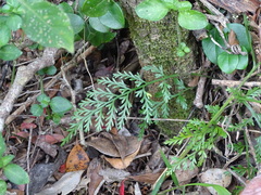 Asplenium rutifolium