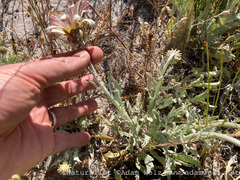 Arctotis stoechadifolia