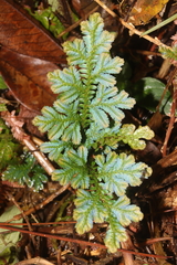 Selaginella willdenowii