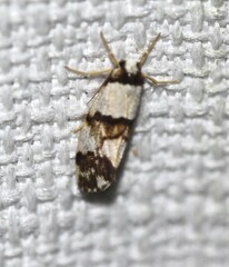 Philenora aspectalella