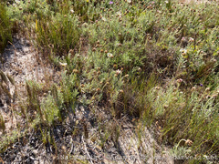 Arctotis stoechadifolia