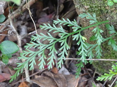 Asplenium rutifolium