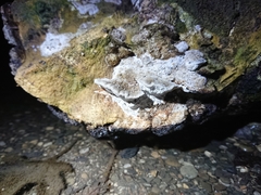 Coriolopsis gallica