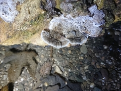 Coriolopsis gallica