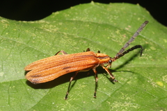 Lycinae