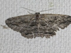 Scioglyptis canescaria