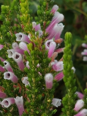 Erica perspicua