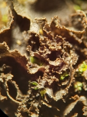 Scytinium lichenoides