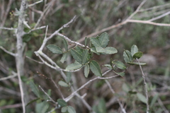Lauridia tetragona