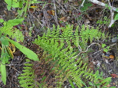 Cheilanthes bergiana