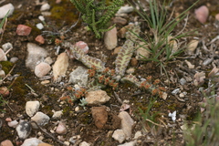 Euphorbia stellata