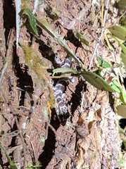 Cyrtodactylus consobrinus