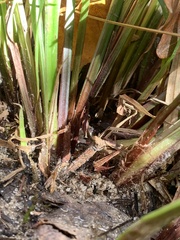 Carex pedunculata