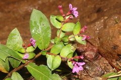 Cuphea hyssopifolia
